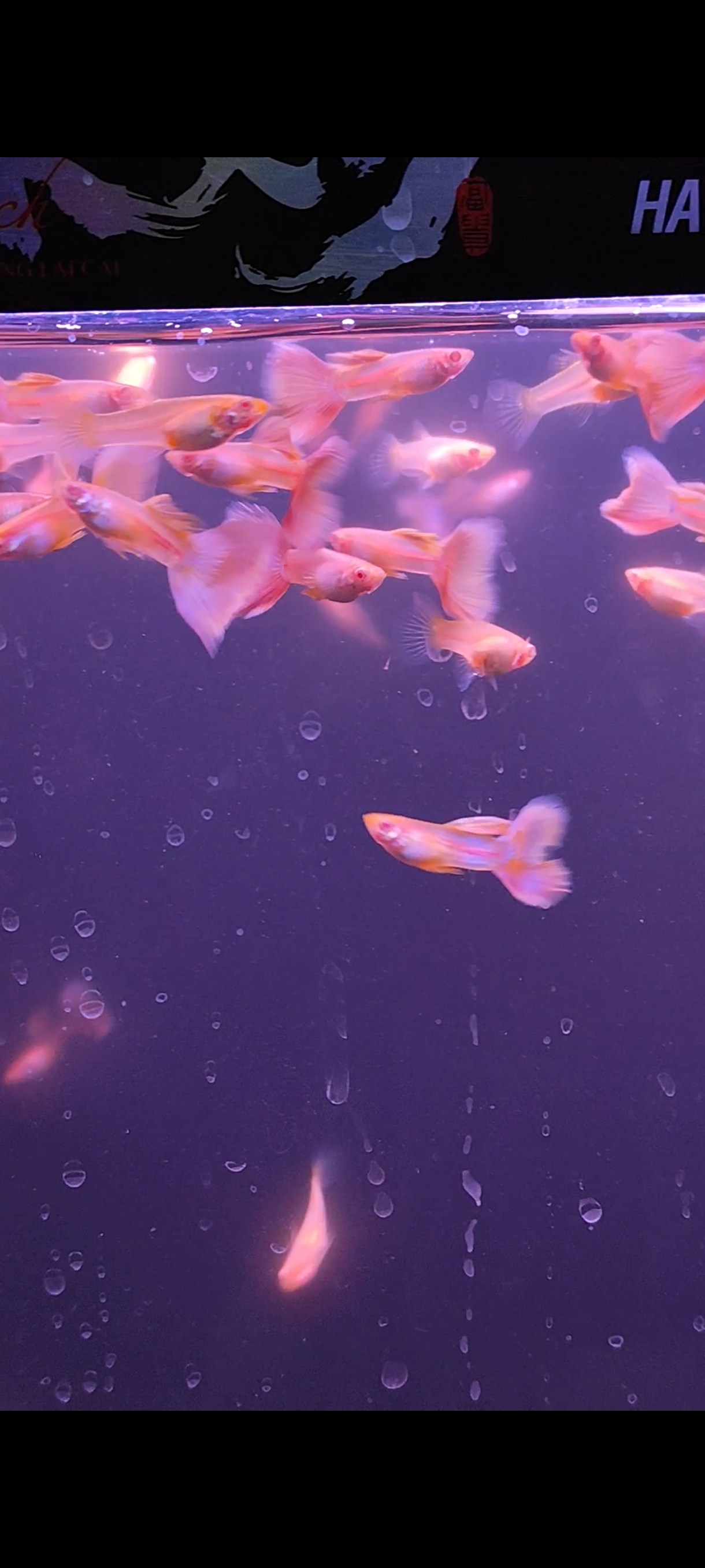 金粉孔雀鱼